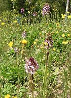 Spring - Orchids in the Field